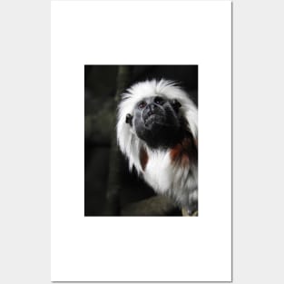 Cotton Top Tamarin Posters and Art